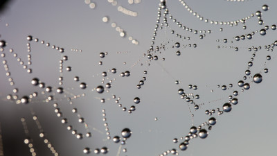 Wassertropfen an Spinnennetz